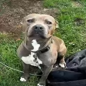 adoptable Dog in Cary, NC named Sirius