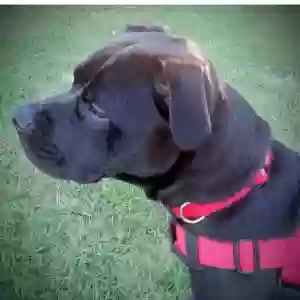 adoptable Dog in Cypress, TX named Mello
