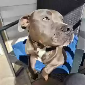 adoptable Dog in Frederick, MD named River