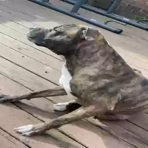 adoptable Dog in Chesapeake, VA named Bruiser