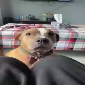 adoptable Dog in Kutztown, PA named Nova