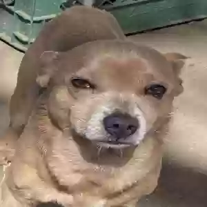 adoptable Dog in Bakersfield, CA named Chevy