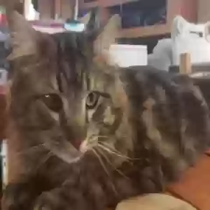 adoptable Cat in Branson, MO named Tigger