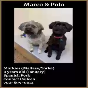 adoptable Dog in Spanish Fork, UT named 2 Dogs. Marco & Polo