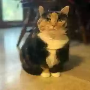 adoptable Cat in Acworth, GA named Miss Molly