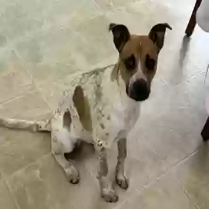 adoptable Dog in Mc Calla, AL named Unknown
