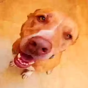 adoptable Dog in Palm Coast, FL named Coby