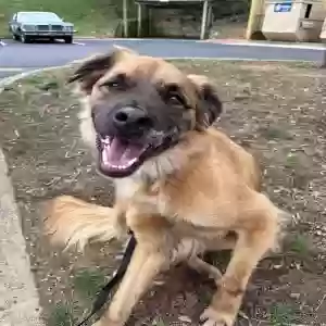 adoptable Dog in Greensboro, NC named Arlo