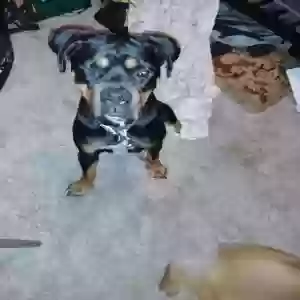 adoptable Dog in Avondale, AZ named Nessa
