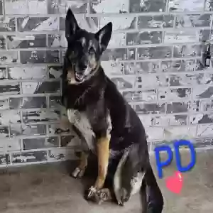 adoptable Dog in San Angelo, TX named PD & PANTHER