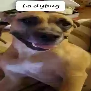 adoptable Dog in Fairburn, GA named Lil Lady
