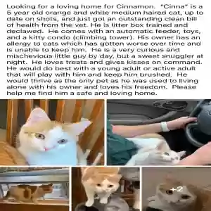 adoptable Cat in Cincinnati, OH named Cinnamon