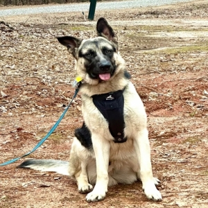 adoptable Dog in Forsyth, GA named Klaus