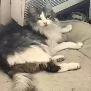 adoptable Cat in Corona, CA named Tuffy