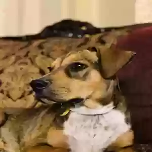 adoptable Dog in El Paso, TX named Milo