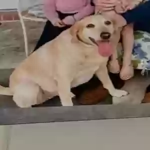 adoptable Dog in Lake Charles, LA named Maggie