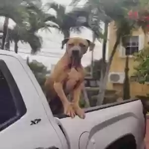 adoptable Dog in Miami, FL named Rocky