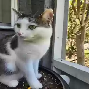 adoptable Cat in Saint Cloud, FL named Momo