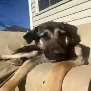adoptable Dog in Aurora, IL named Buddy