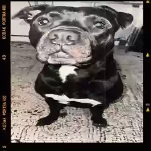 adoptable Dog in Jacksonville, FL named Deuce