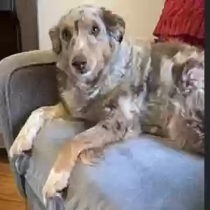 adoptable Dog in Woodbury, CT named Bing