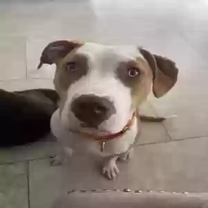 adoptable Dog in Loxahatchee, FL named Jake