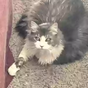 adoptable Cat in Corona, CA named Pretty