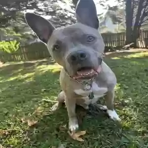 adoptable Dog in Atlanta, GA named Hugo