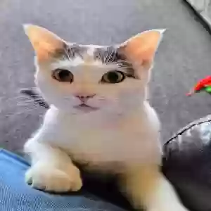 adoptable Cat in Ankeny, IA named Daisy(Sissy)