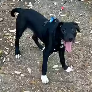 adoptable Dog in San Antonio, TX named Skylar