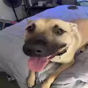 adoptable Dog in Cincinnati, OH named Rosco