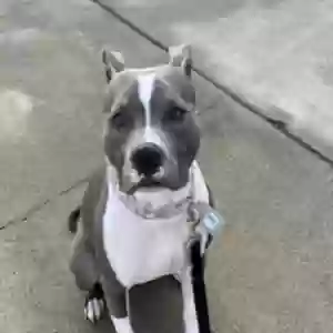 adoptable Dog in Anaheim, CA named Hazel