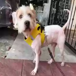 adoptable Dog in San Diego, CA named Robin