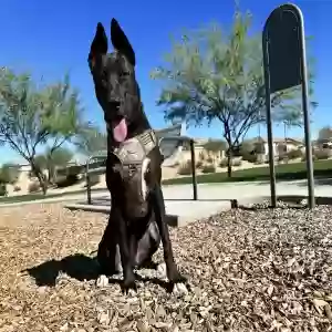 adoptable Dog in Buckeye, AZ named Unknown