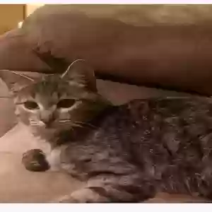 adoptable Cat in Sparks, NV named Penelope