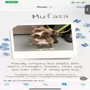 adoptable Dog in Jersey City, NJ named Mufasa