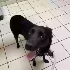 adoptable Dog in Mckinney, TX named Piper
