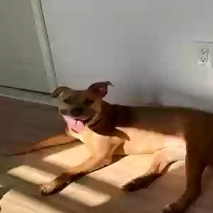 adoptable Dog in Jamaica, NY named Brooklyn