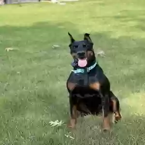 adoptable Dog in Buchanan, GA named Hera