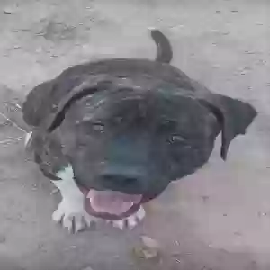 adoptable Dog in Belen, NM named Fred