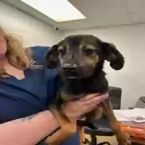 adoptable Dog in Gadsden, AL named Jodi