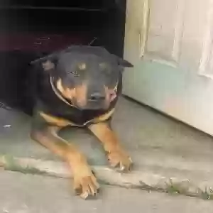 adoptable Dog in Stockton, CA named rocky
