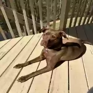 adoptable Dog in Gainesville, GA named Gia