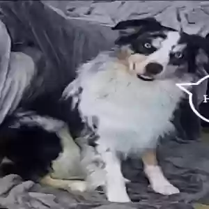adoptable Dog in Flower Mound, TX named Unknown