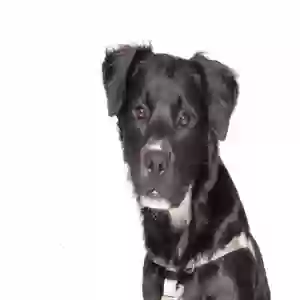 adoptable Dog in Houston, TX named Choco