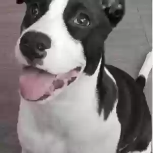 adoptable Dog in Santa Rosa, CA named Unknown