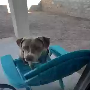 adoptable Dog in El Paso, TX named Tobi
