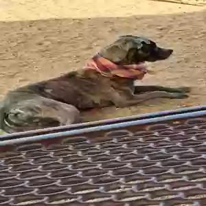 adoptable Dog in Kingman, AZ named Unknown