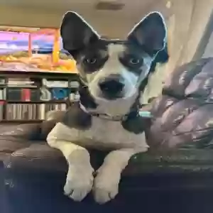 adoptable Dog in Mesa, AZ named "Coco" Chanel
