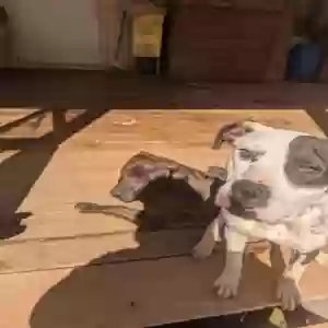 adoptable Dog in Eatonton, GA named black dog and white dog